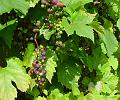 2008-0819_Grapes_1420_20,3C